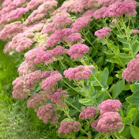 buy sedum autumn joy|autumn joy' stonecrop.